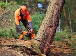 Tree Services