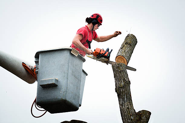 Best Tree Mulching  in Titusville, FL