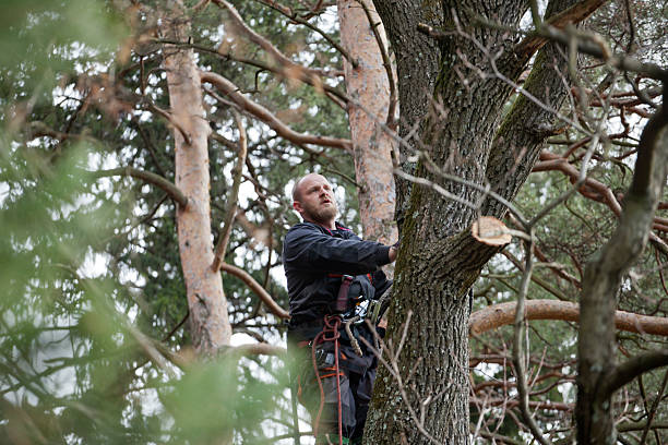 How Our Tree Care Process Works  in  Titusville, FL